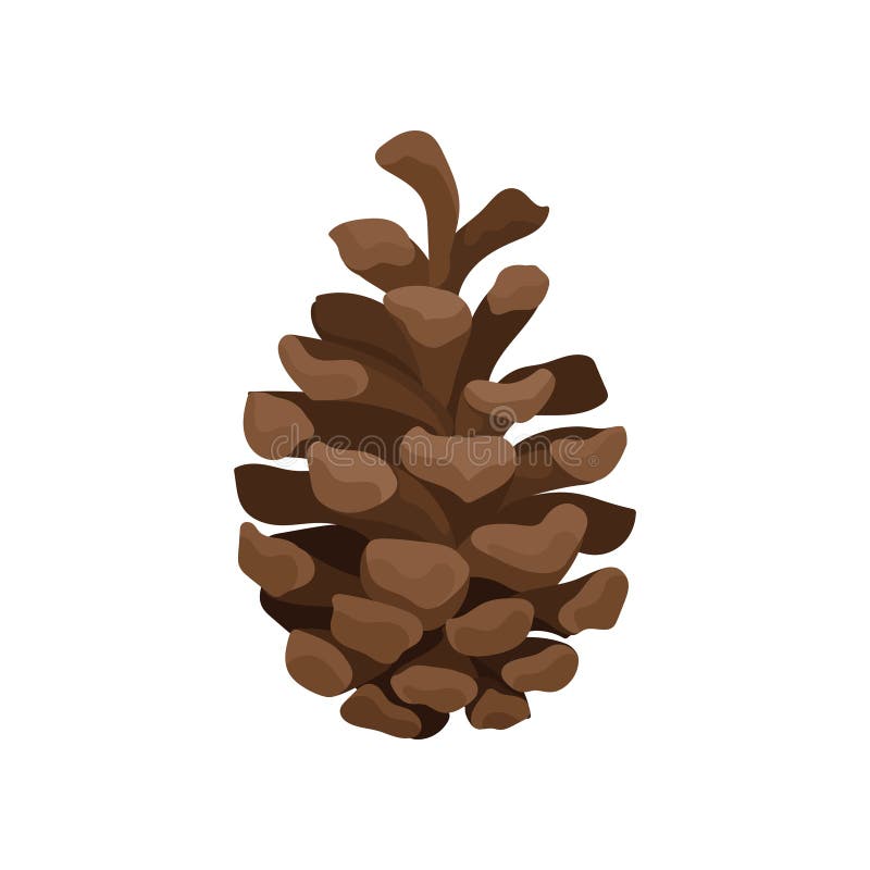 Pigna di Brown Frutta legnosa dell'albero della conifera Tema di botanica e della natura Elemento piano di vettore per la cartoli