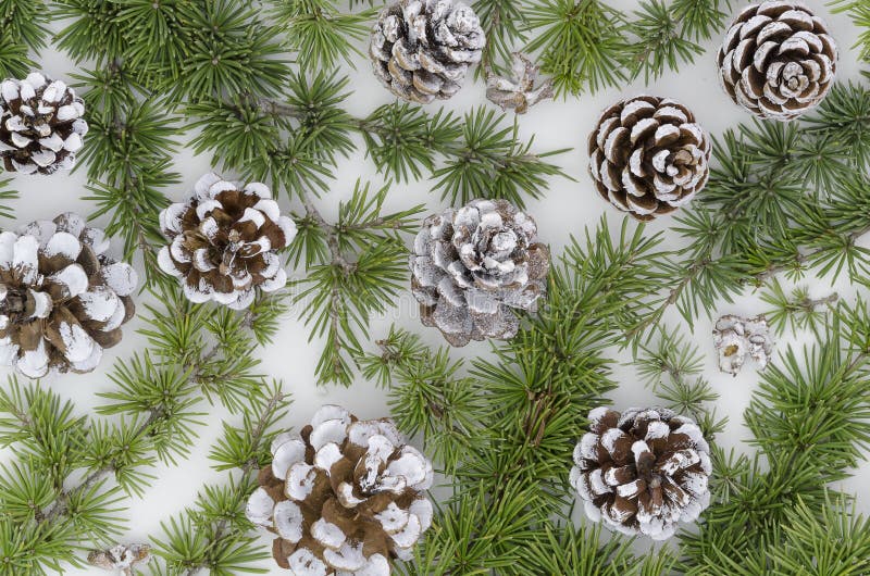 Pigne sempreverdi di Natale dell'albero con il ramo su un fondo bianco Decori la disposizione piana dell'elemento immagini stock Pigne sempreverdi di Natale dell'albero con il ramo su un fondo bianco Decori la disposizione piana dell'elemento immagini stock