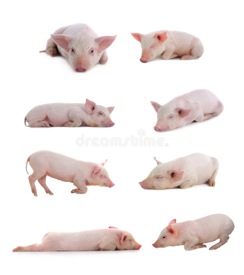 pigs royaltyfri foto pigs royaltyfri foto