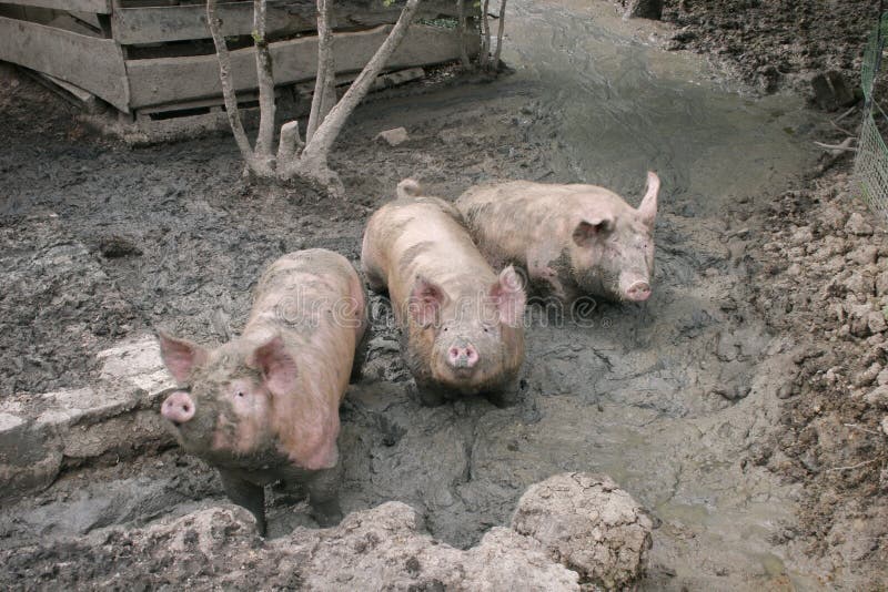 Pigs in mud stock image. Image of nose, outdoors, animal 80468625