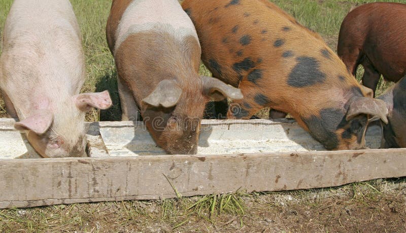 Pigs eating