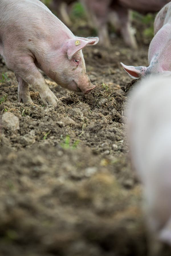 Pigs Eating in an Organic Meat Farm Stock Image Image of green