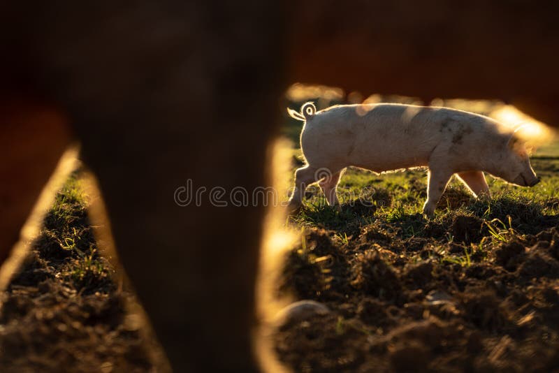 Pigs Eating on a Meadow in an Organic Meat Farm Stock Image Image of