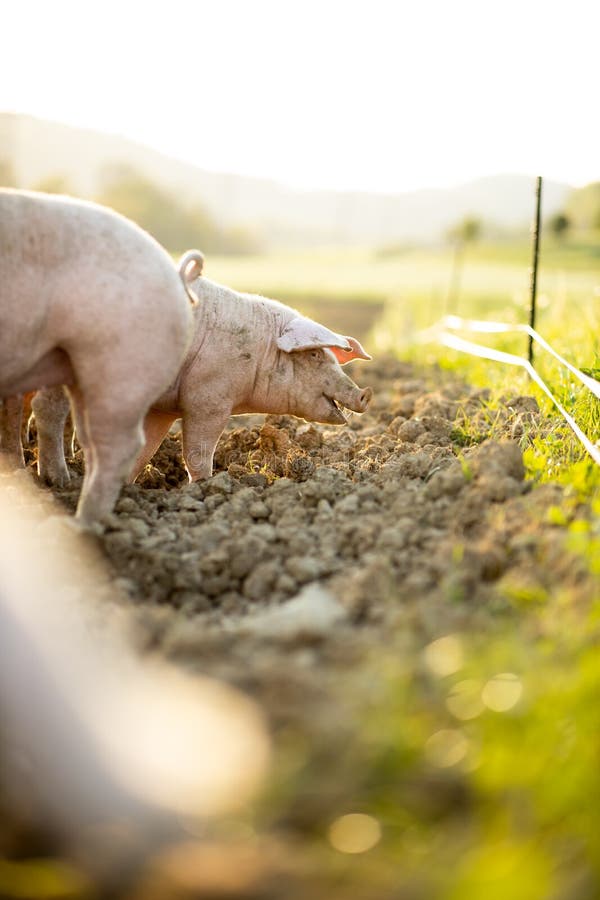 Pigs Eating in an Organic Meat Farm Stock Image Image of meadow, ethical 244353903