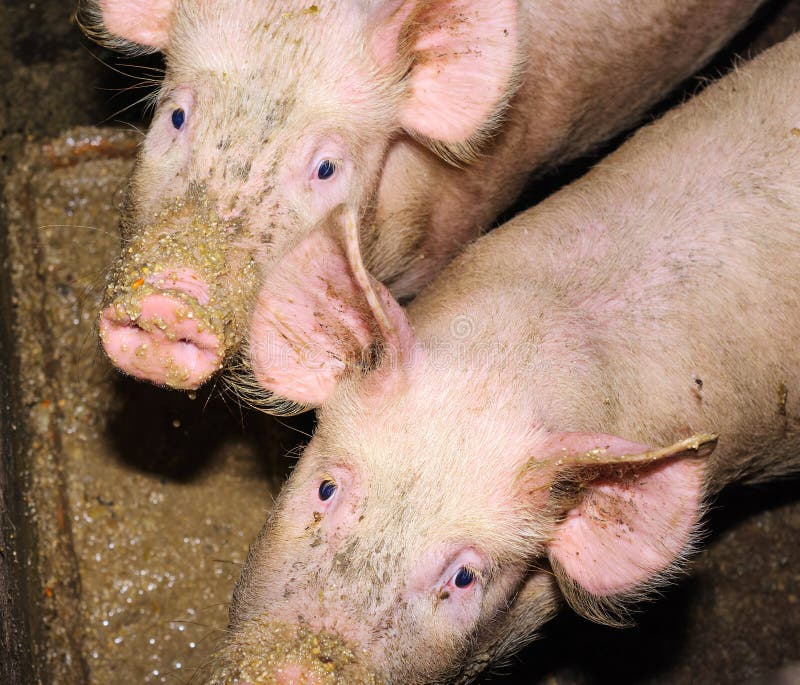Pigs eating from a trough. stock photo. Image of snout 66245062