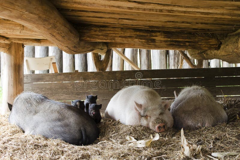 Pigs on free range farm