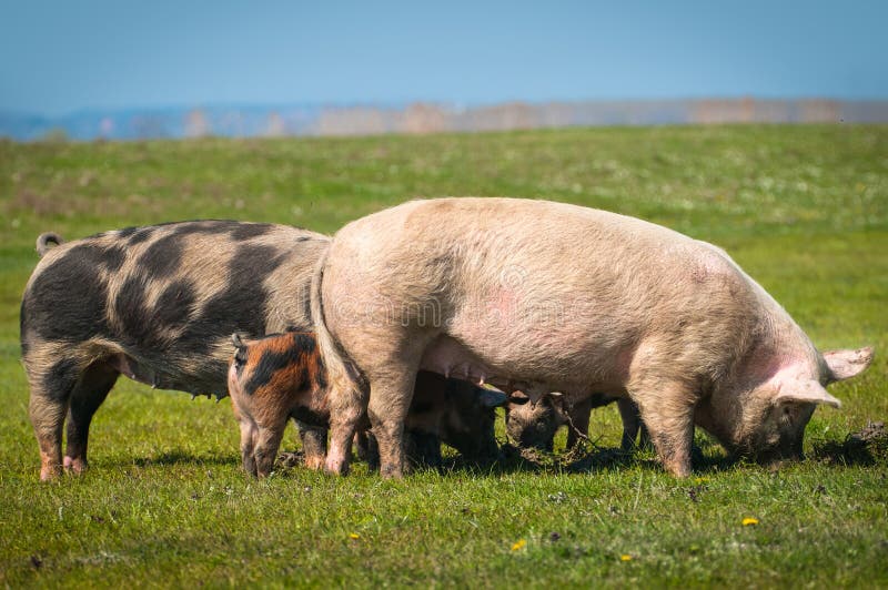 Pigs on the grass stock photo. Image of nose, livestock 30550380