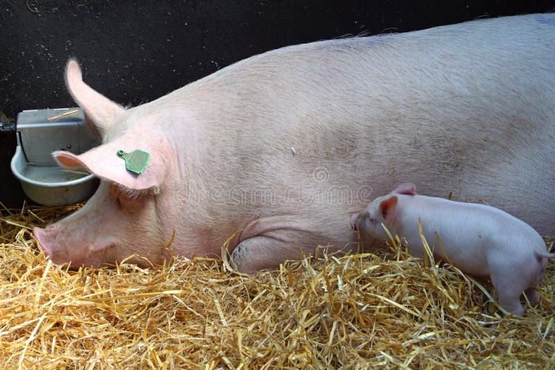 Pigs in hay