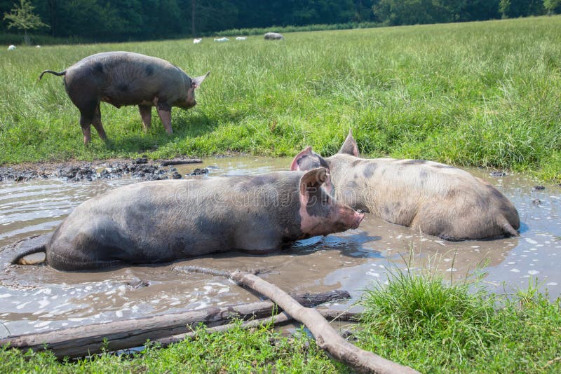 Pigs lie in a mud puddle.