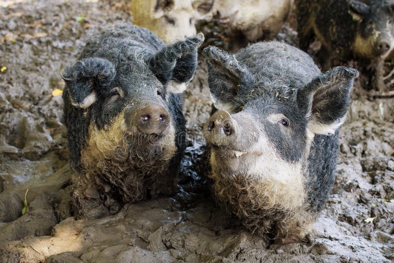 Pigs in mud