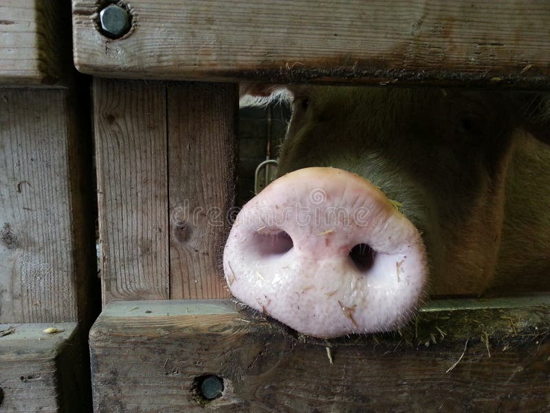 A pigs nose stock photo. Image of pigs, pink, nose, snif 44613248