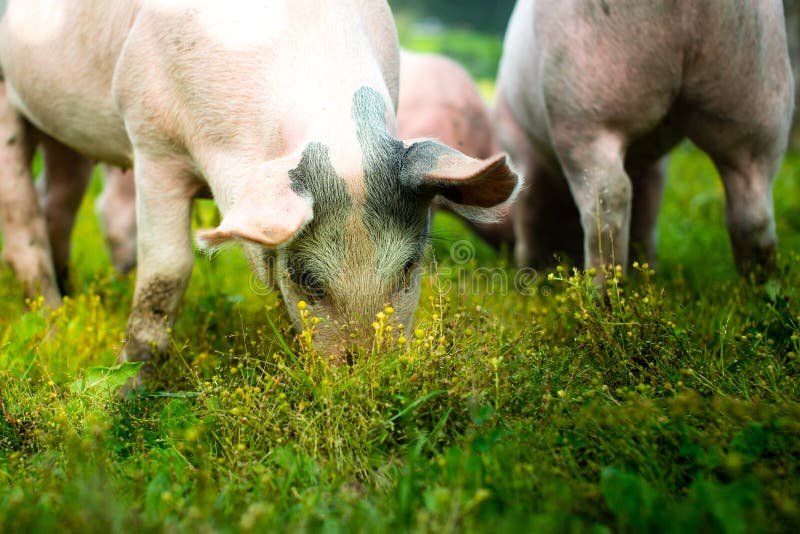 Pigs outside in the grass stock image. Image of dirty 82519329
