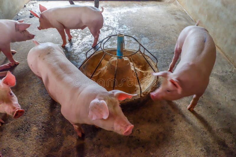 Livestock breeding. Group of pigs in farm yard.