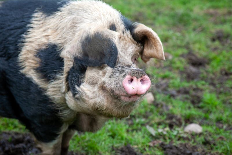 Pigs are the 4th Most Intelligent Animal Stock Photo - Image of little,  agricultural: 236480664