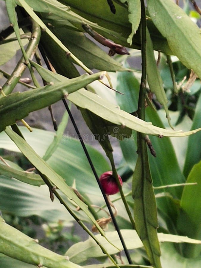 Pijayakusumah Stock Photos Free & RoyaltyFree Stock Photos from Dreamstime