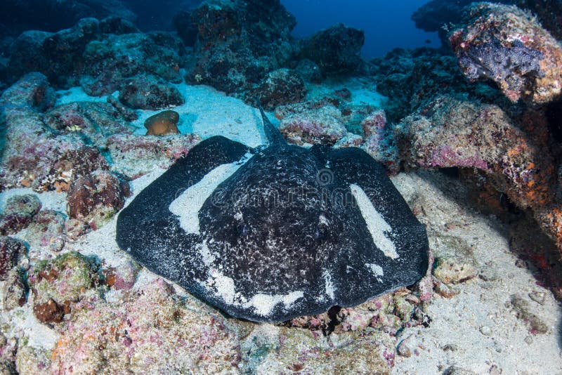 Pijlstaartrog zwart-Blotched op Seafloor stock foto Pijlstaartrog zwart-Blotched op Seafloor stock foto