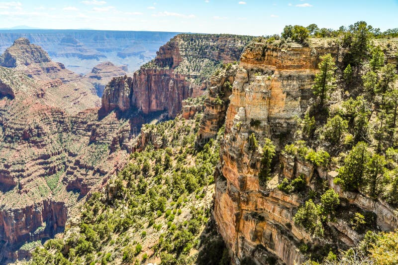 Pijnbomen en Zandsteengloed in het Ochtendlicht in Grand Canyon van Arizona stock foto Pijnbomen en Zandsteengloed in het Ochtendlicht in Grand Canyon van Arizona stock foto