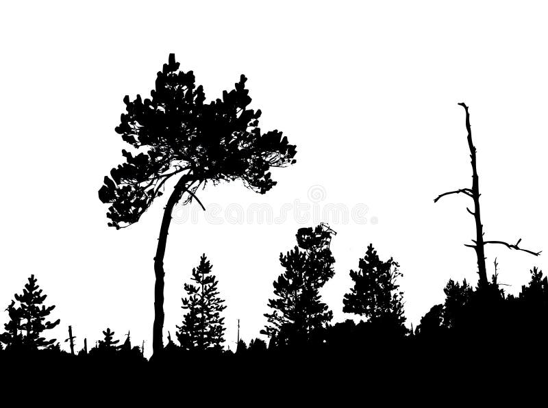 Silhouette of the crooked pine in wood. Silhouette of the crooked pine in wood