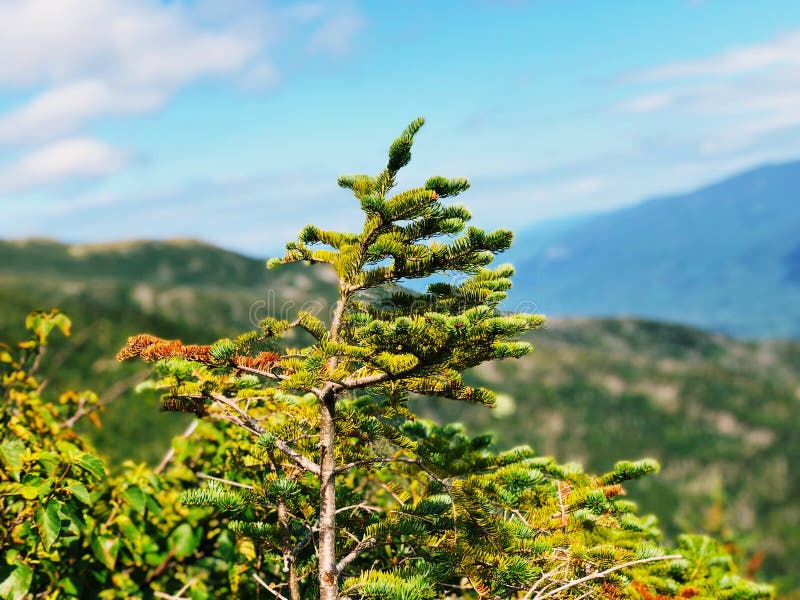 Pijnboombomen die op MT groeien washington stock afbeeldingen Pijnboombomen die op MT groeien washington stock afbeeldingen