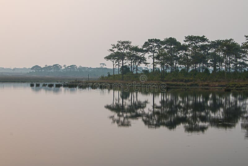 Pijnboombomen langs het reservoir stock fotografie Pijnboombomen langs het reservoir stock fotografie