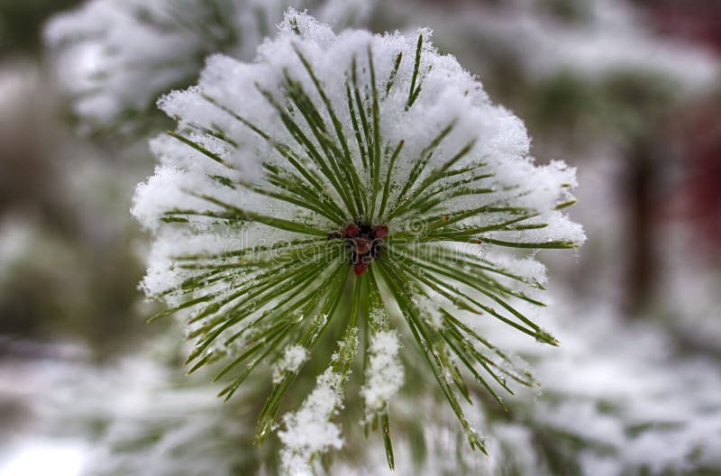 Pijnboomtakken in de sneeuw, macro Snow-covered naalden van een altijdgroene boom royalty-vrije stock afbeelding Pijnboomtakken in de sneeuw, macro Snow-covered naalden van een altijdgroene boom royalty-vrije stock afbeelding