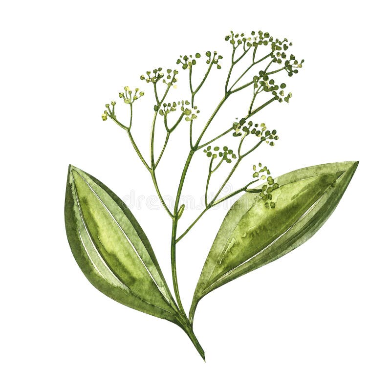 Pijpjes kaneel die op witte achtergrond worden ge?soleerdj De illustratie van de waterverf Keukenkruiden en kruiden vector illustratie Pijpjes kaneel die op witte achtergrond worden ge?soleerdj De illustratie van de waterverf Keukenkruiden en kruiden vector illustratie