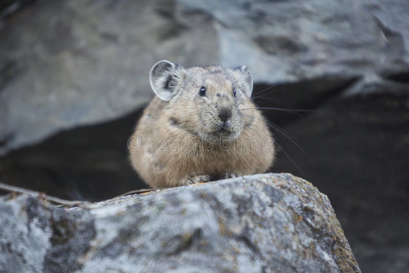 Pika di Altai sulla pietra Animale selvatico fotografia stock libera da diritti Pika di Altai sulla pietra Animale selvatico fotografia stock libera da diritti