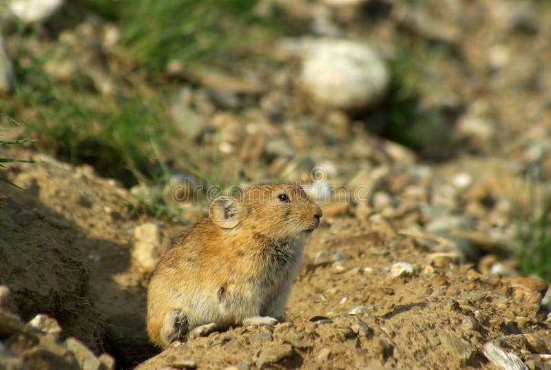 Pika on threshold of burrow