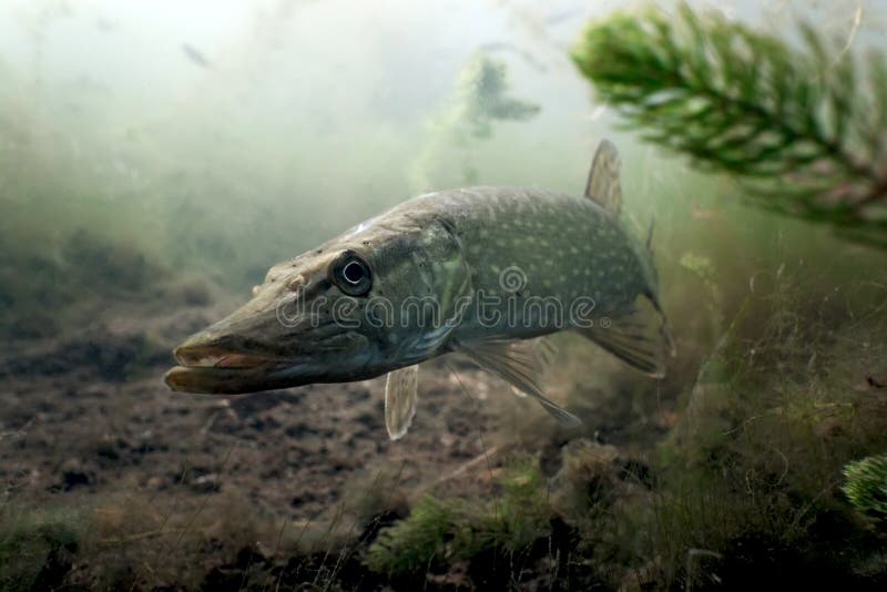 Pike in the lake on the plants background