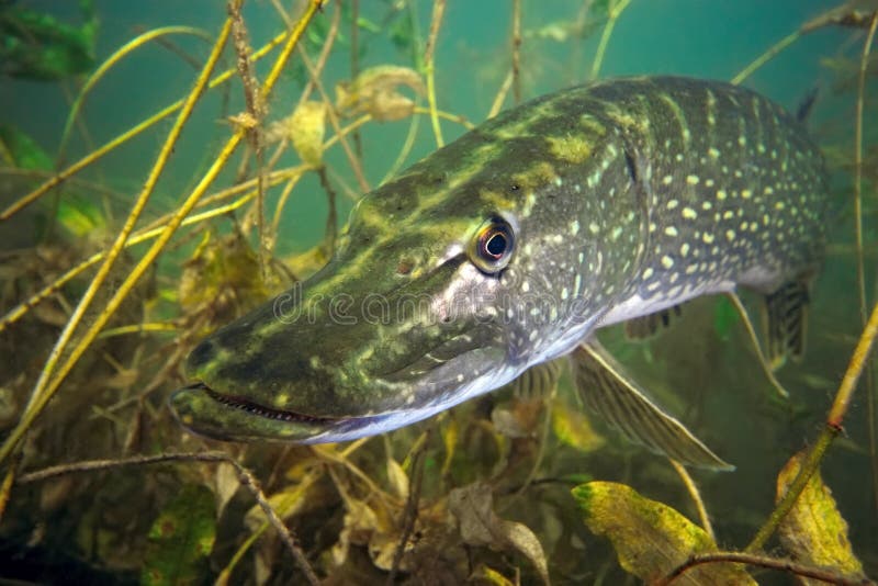 Pike in the lake with green plants