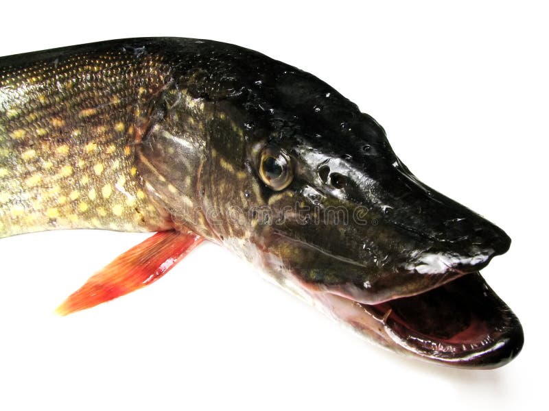 Pike with an open mouth on an isolated white background