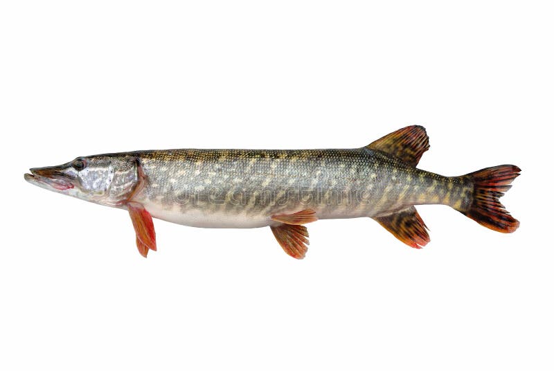 Pike is the most bloodthirsty carnivorous freshwater fishes of Russia