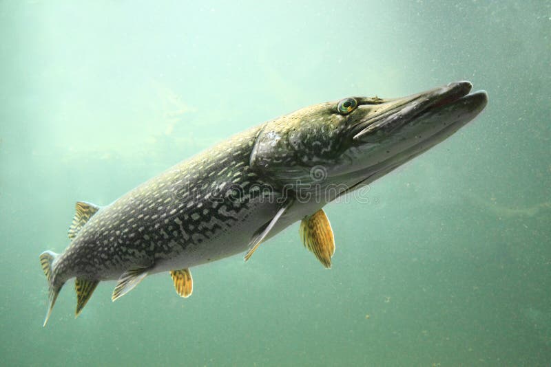 The Pike (Esox Lucius)