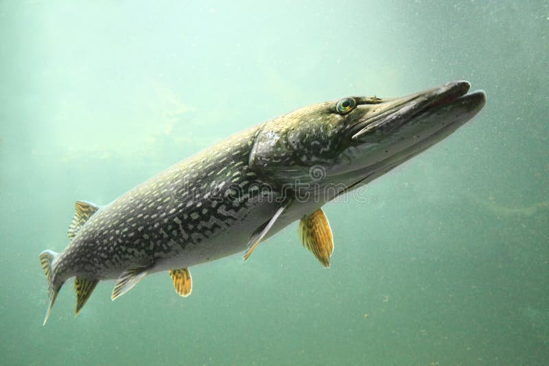 Underwater photo big Pike (Esox Lucius). Trophy fish in Czech lake Hracholusky. Underwater photo big Pike (Esox Lucius). Trophy fish in Czech lake Hracholusky.