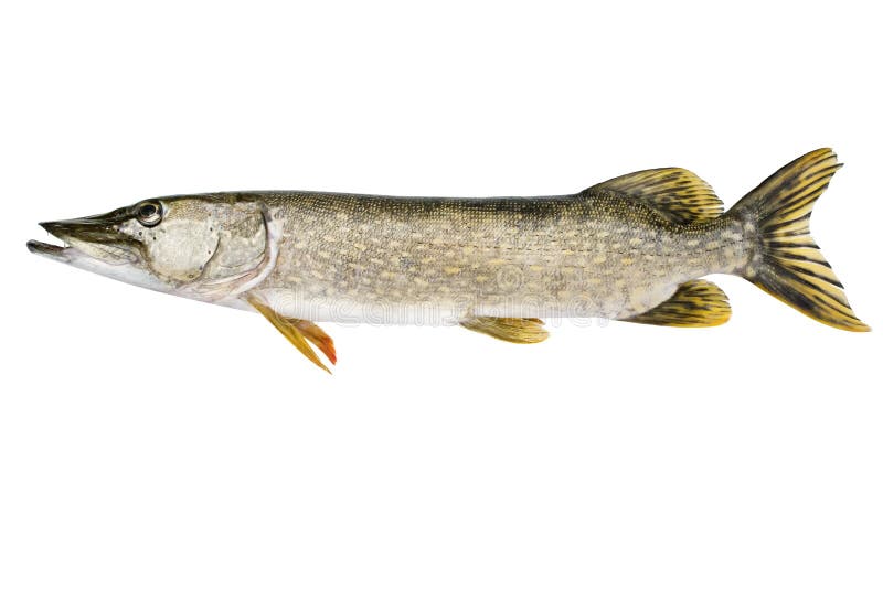 Esox lucius. Pike fish isolated on white background
