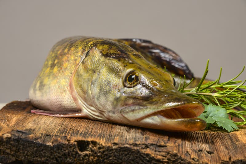 Pike fish stock image. Image of pickerel, eating, nature 80842411