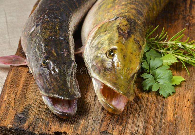Pike fish stock image. Image of pickerel, eating, nature 80842411