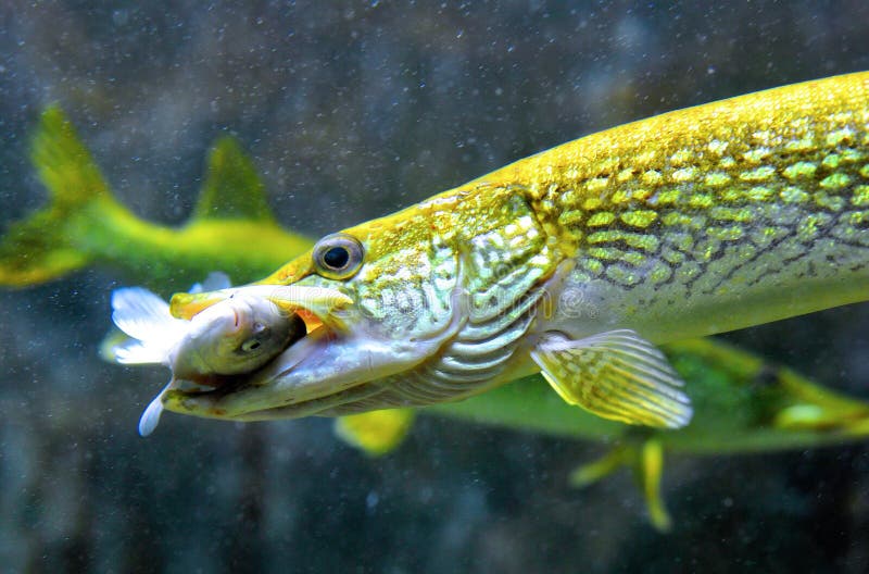 A pike fish hunt and feeding with a crucian carp. A pike fish hunt and feeding with a crucian carp