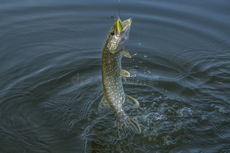 Pike fish jumping in water with splash. Fishing background.