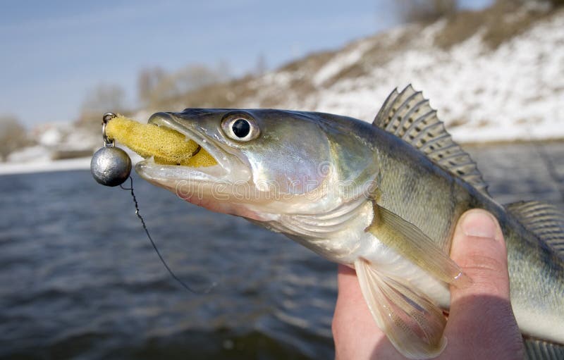 Pike Fish With Lure In Mouth Stock Photo Image of river, catch 4688054