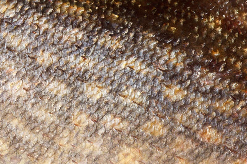 Texture of pike scales stock image. Image of health, skin 21782013