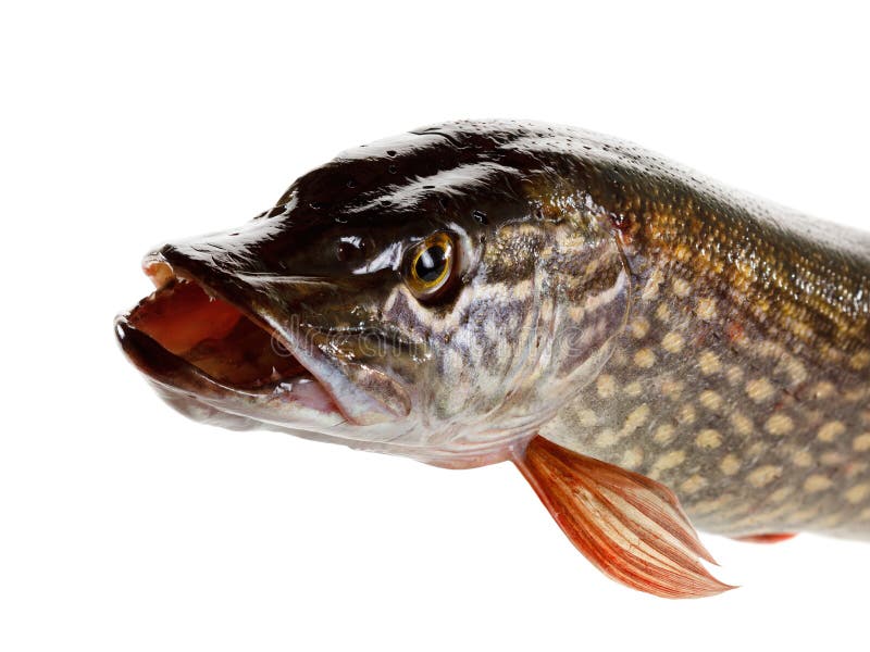 Pike Fish Scales Macro on White Background. Stock Image Image of fish