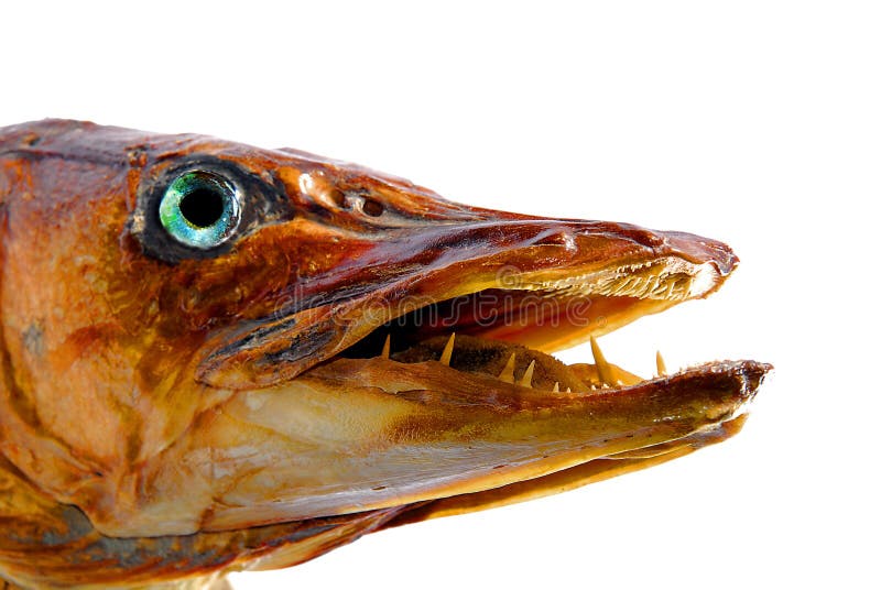 Pike head preparation stock photo. Image of staring, stare - 14464074