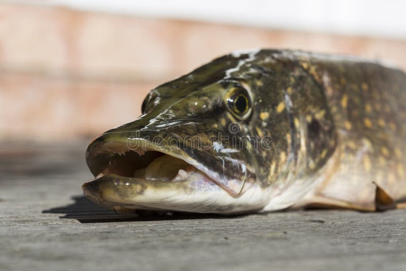 Pike Head On A Wooden Background Stock Image - Image of macro, clipping
