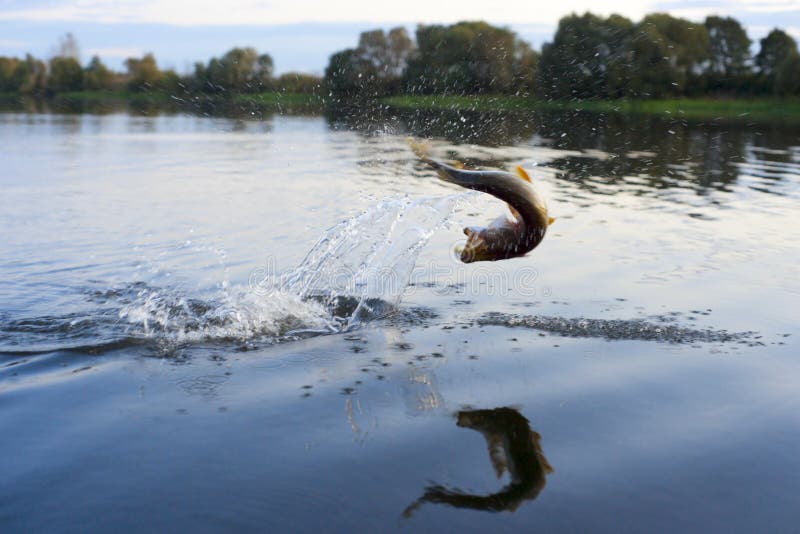 Pike on hook jumping out of water (motion blur)