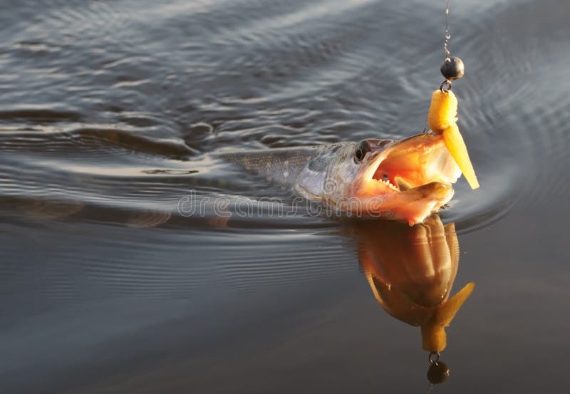 Download Pike on hook in water stock image. Image of mouth, sunlight - 16515527