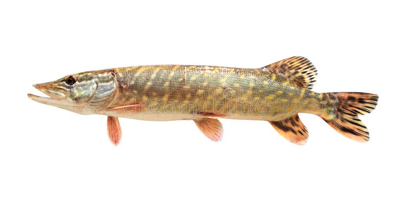 Pike isolou-se no branco fotografia de stock Pike isolou-se no branco fotografia de stock