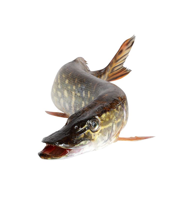 Pike no branco foto de stock Pike no branco foto de stock