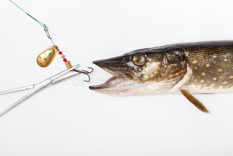 Close Up View of Big Freshwater Pike with Fishing Lure in Mouth Stock Photo  - Image of spinning, esox: 119475612