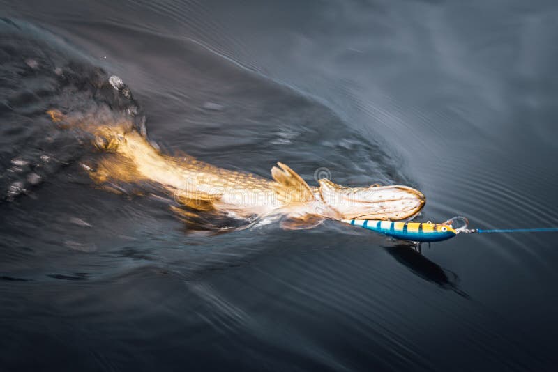Pike in the water hooked on a tackle stock photography Pike in the water hooked on a tackle stock photography